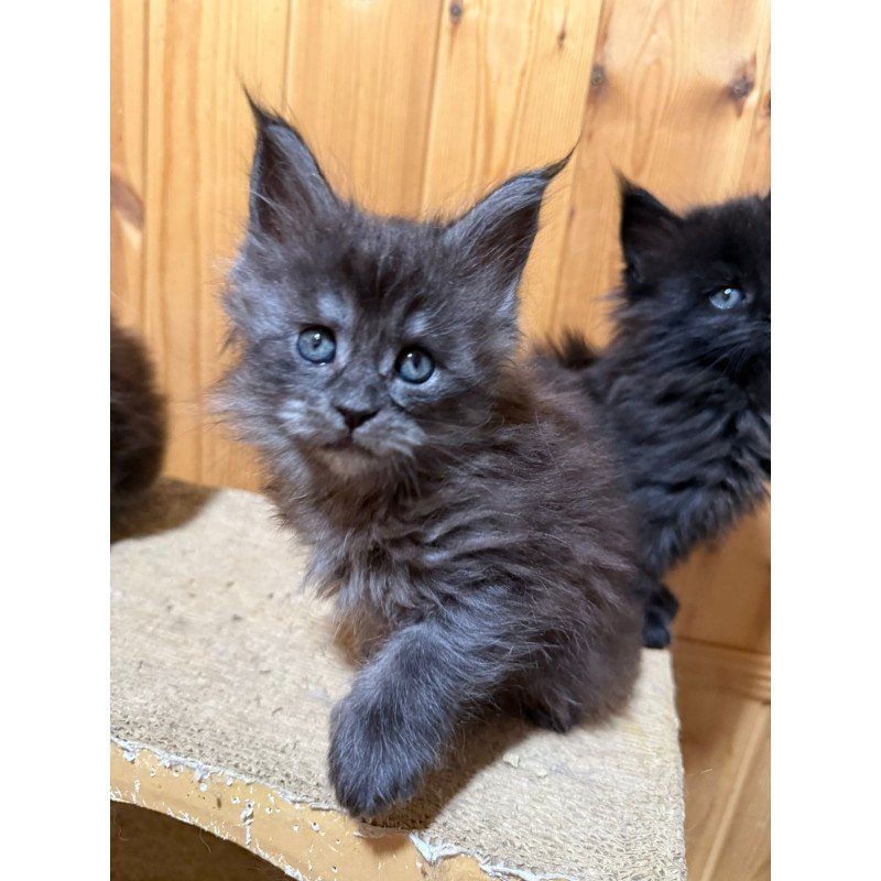 Maine Coon EZ Donna
