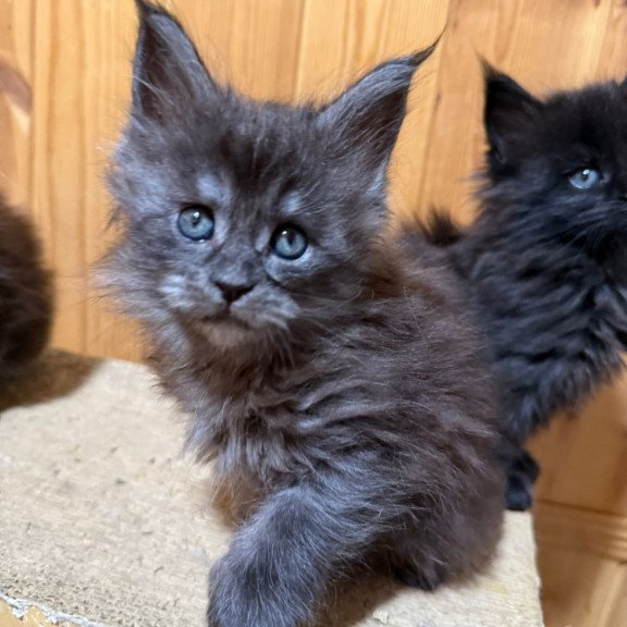 Maine Coon EZ Donna