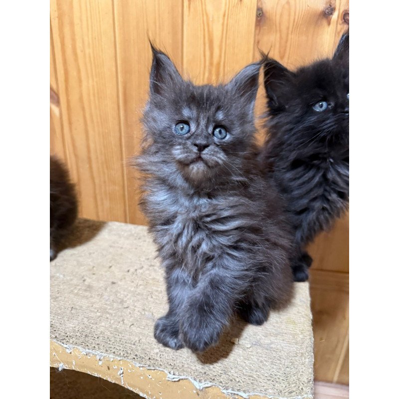 Maine Coon EZ Donna