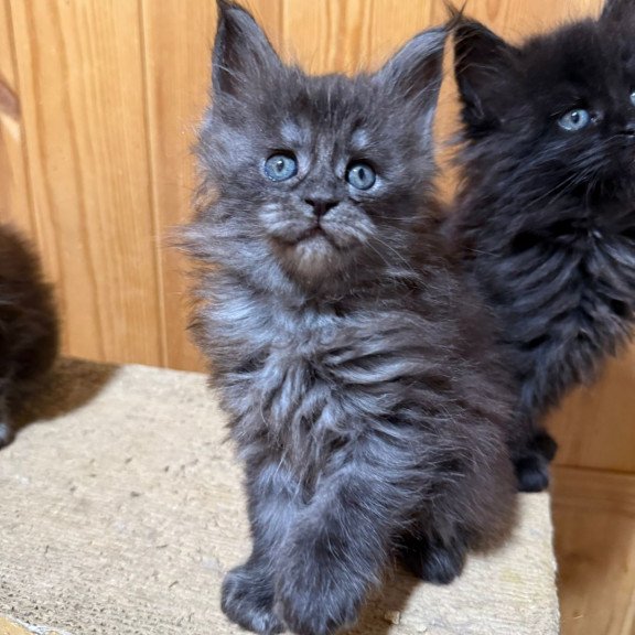 Maine Coon EZ Donna