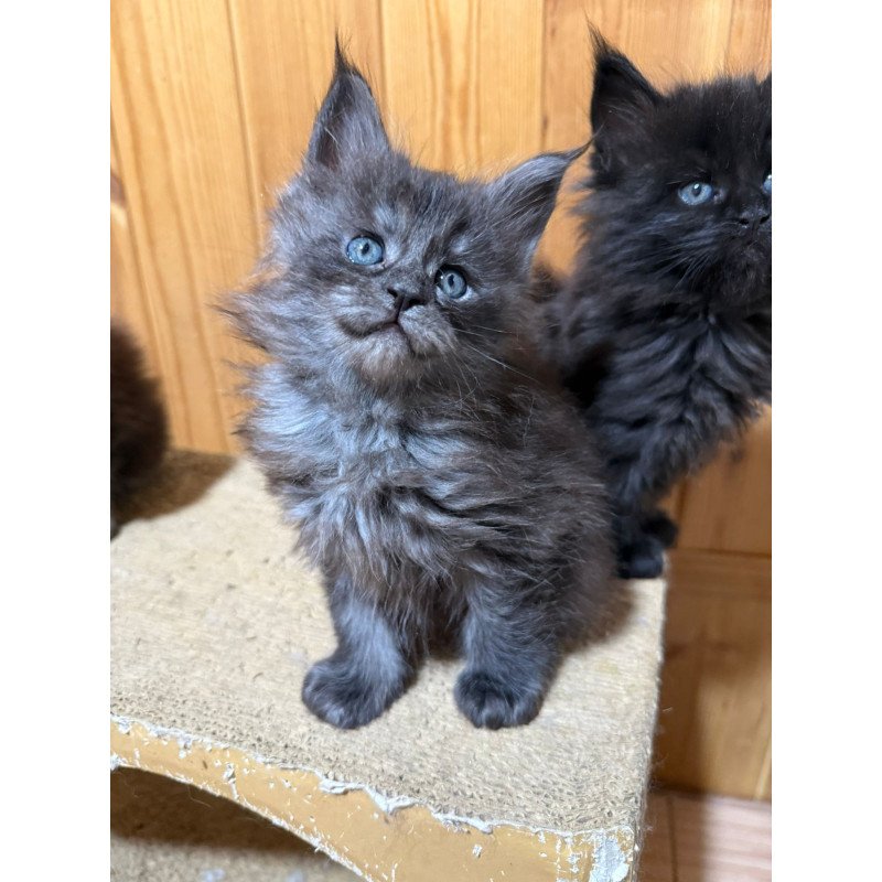 Maine Coon EZ Donna