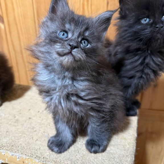 Maine Coon EZ Donna