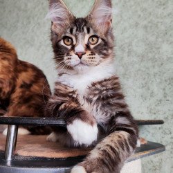 Maine Coon EZ Negan