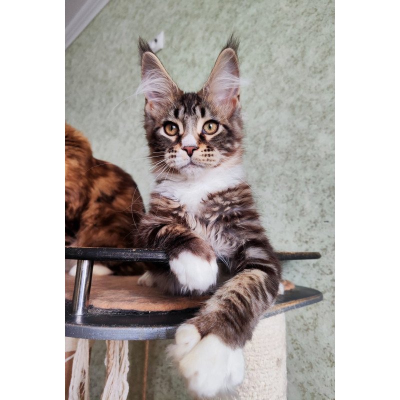Maine Coon EZ Negan