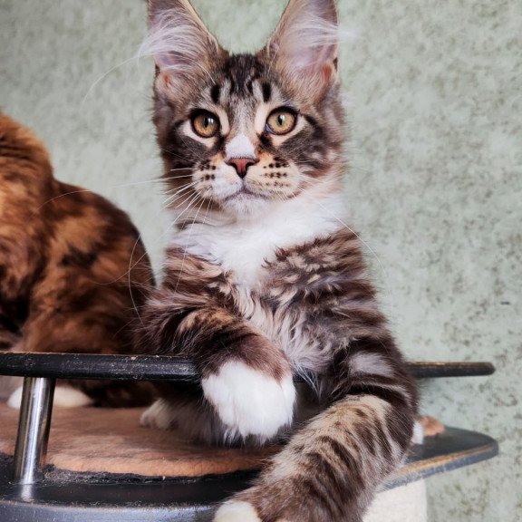 Maine Coon EZ Negan