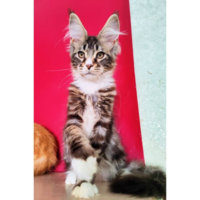 Maine Coon EZ Negan