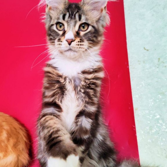 Maine Coon EZ Negan