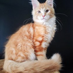 Maine Coon EZ Neman