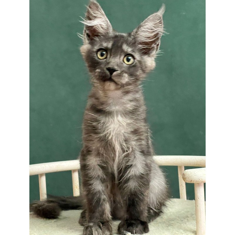 Maine Coon EZ Blackwood