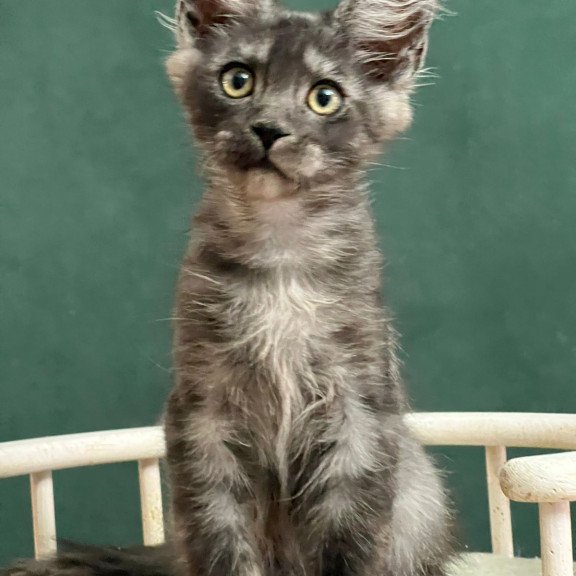 Maine Coon EZ Blackwood