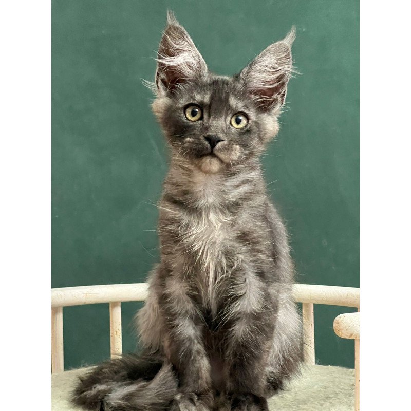 Maine Coon EZ Blackwood