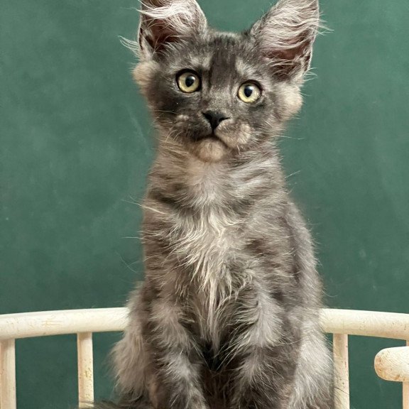 Maine Coon EZ Blackwood
