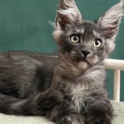 Maine Coon EZ Blackwood