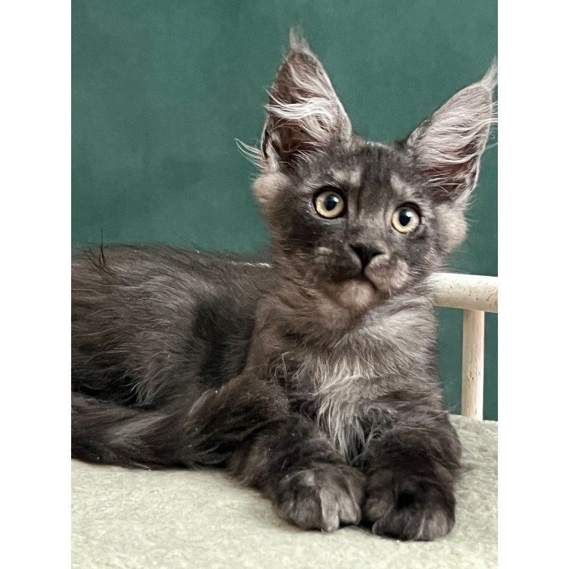 Maine Coon EZ Blackwood