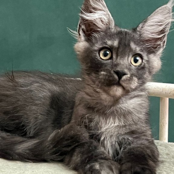 Maine Coon EZ Blackwood