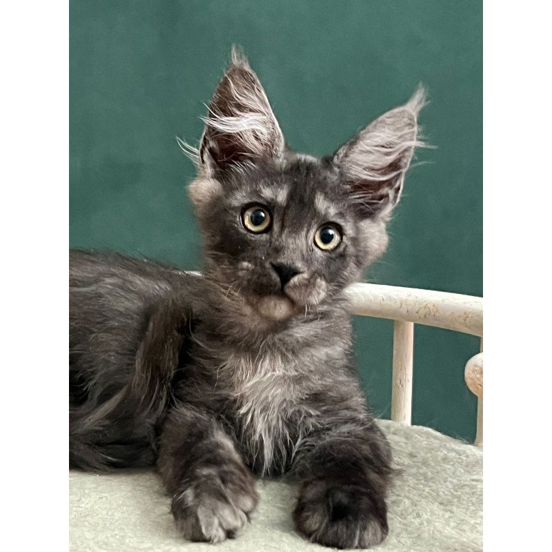 Maine Coon EZ Blackwood