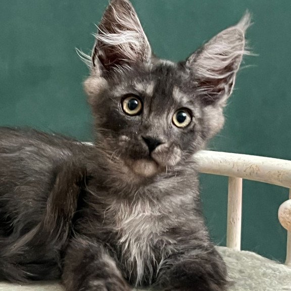 Maine Coon EZ Blackwood