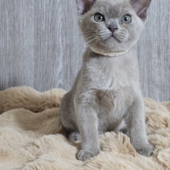 Burmese EZ Rafaela