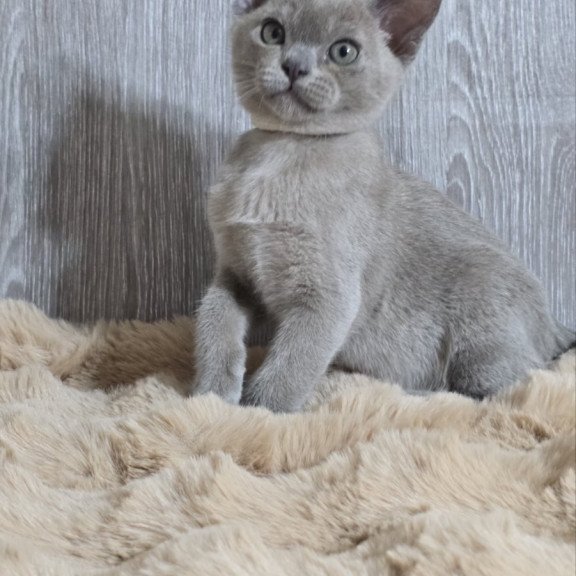 Burmese EZ Rafaela