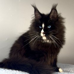 Maine Coon EZ Hunter