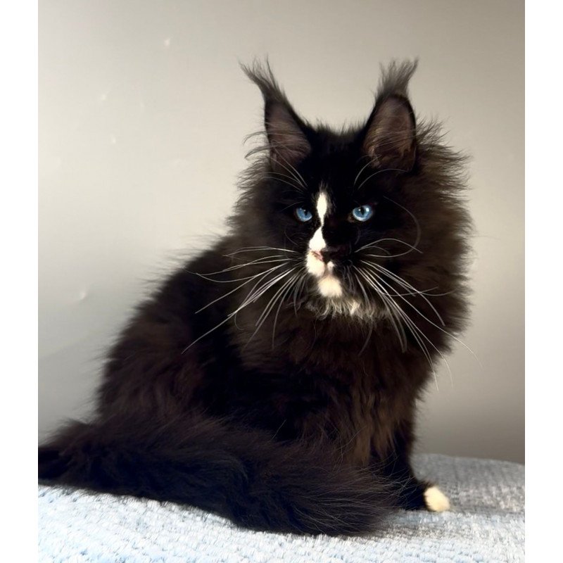 Maine Coon EZ Hunter