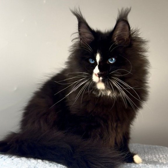 Maine Coon EZ Hunter