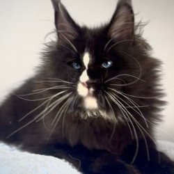 Maine Coon EZ Hunter