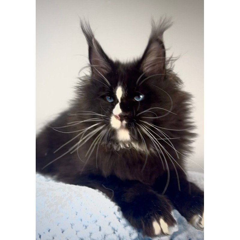 Maine Coon EZ Hunter