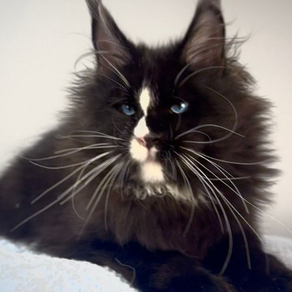 Maine Coon EZ Hunter
