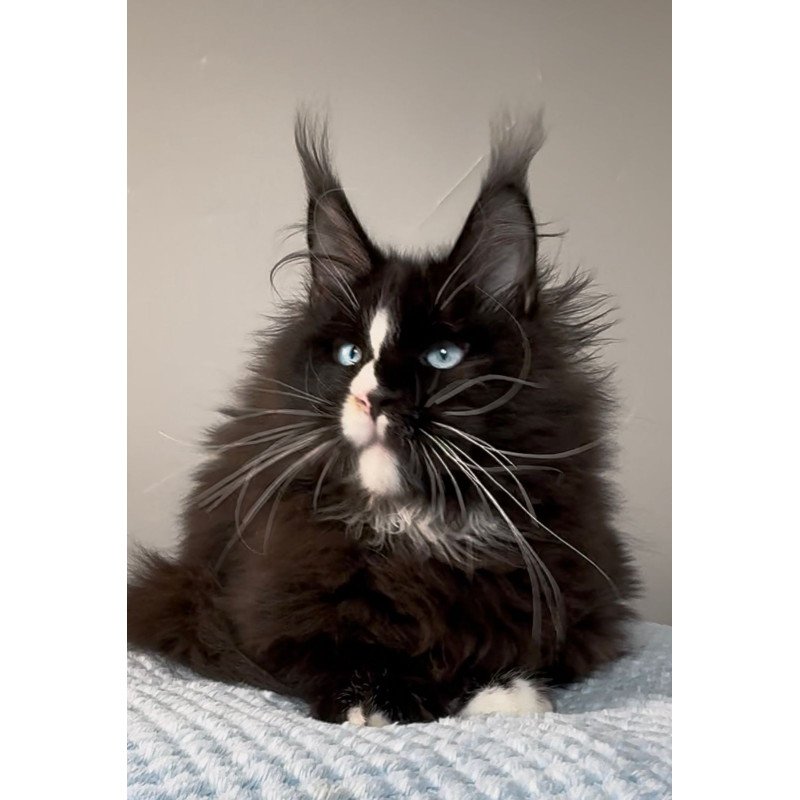 Maine Coon EZ Hunter
