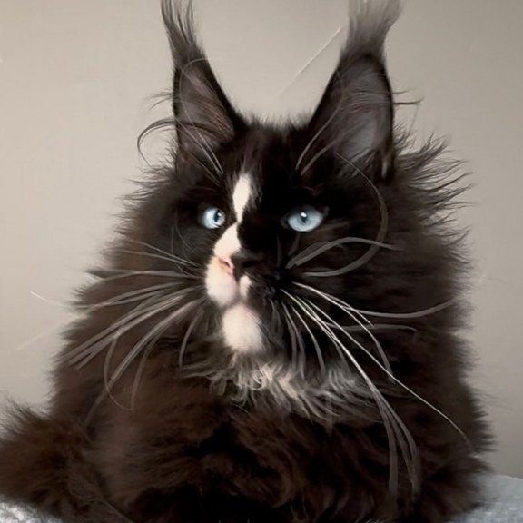 Maine Coon EZ Hunter