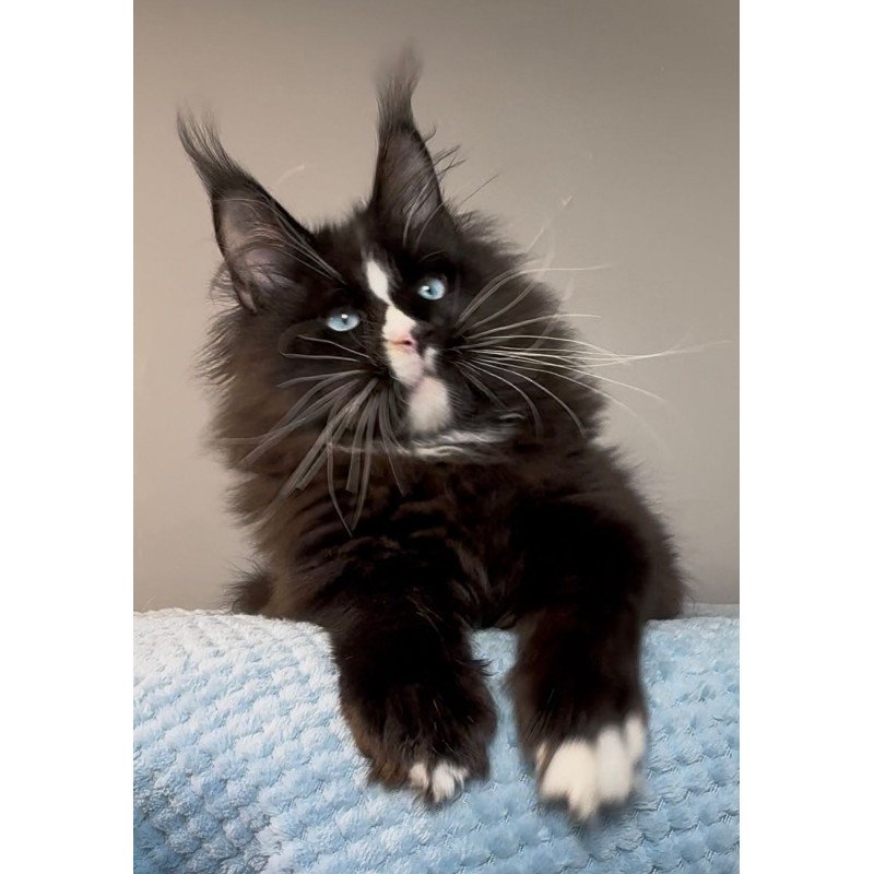 Maine Coon EZ Hunter