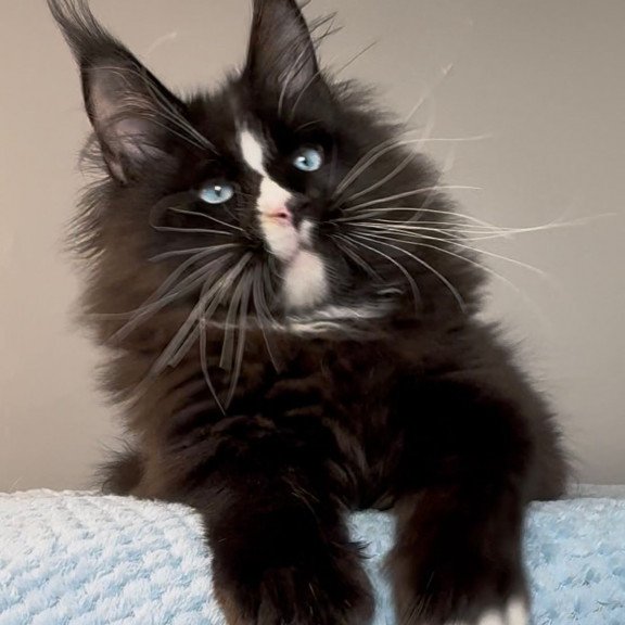 Maine Coon EZ Hunter