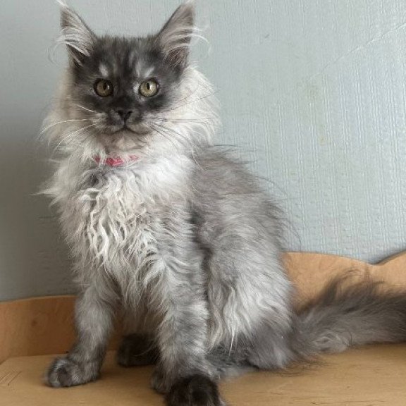 Maine Coon Alva March