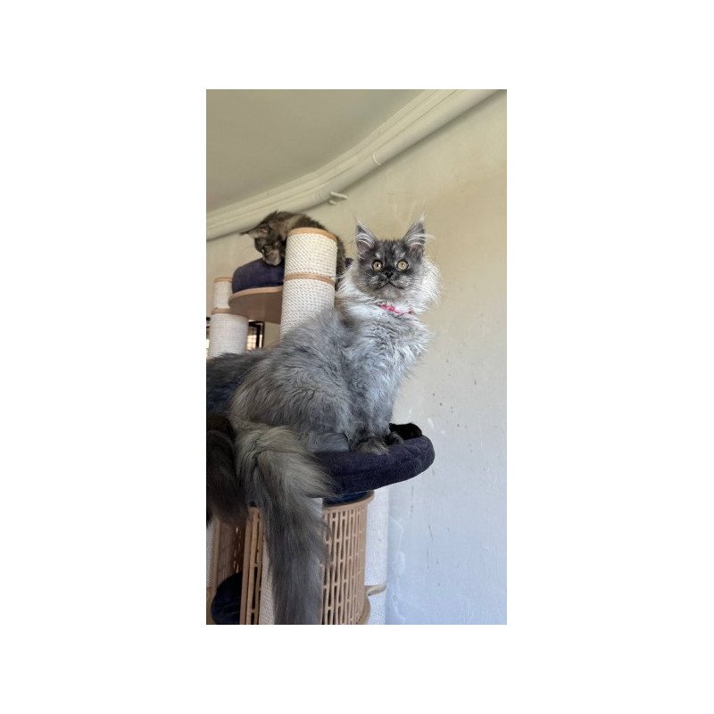 Maine Coon Alva March