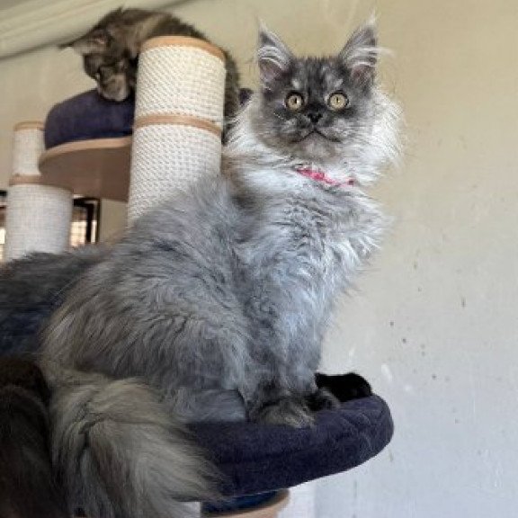 Maine Coon Alva March
