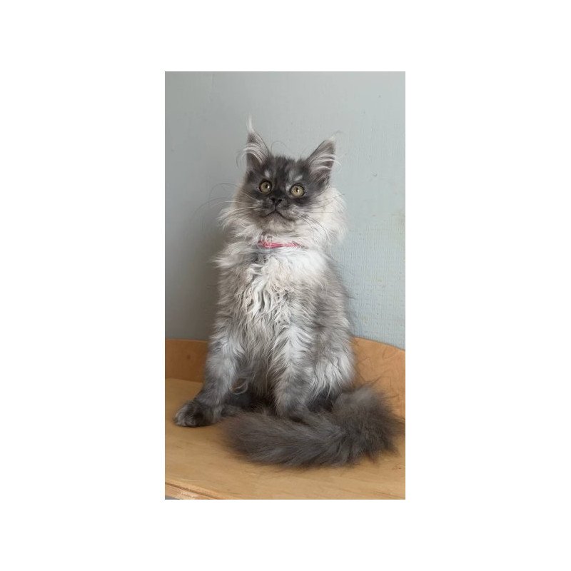 Maine Coon Alva March