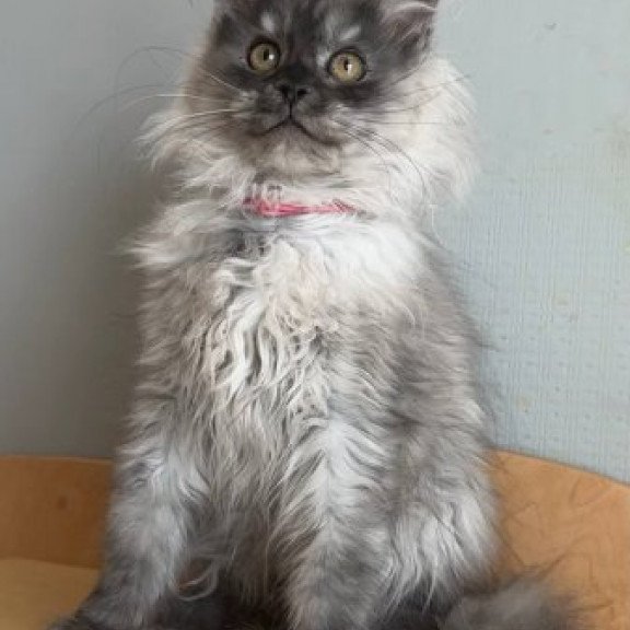 Maine Coon Alva March