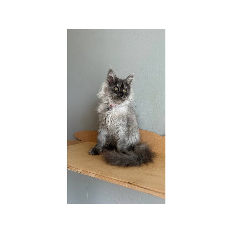 Maine Coon Alva March