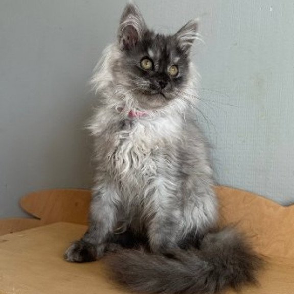 Maine Coon Alva March