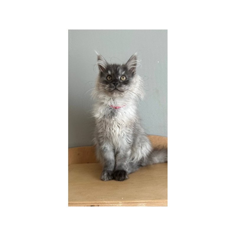 Maine Coon Alva March