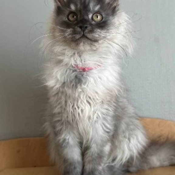 Maine Coon Alva March