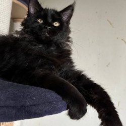 Maine Coon Alva Mort