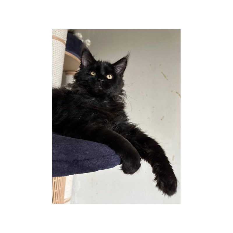 Maine Coon Alva Mort