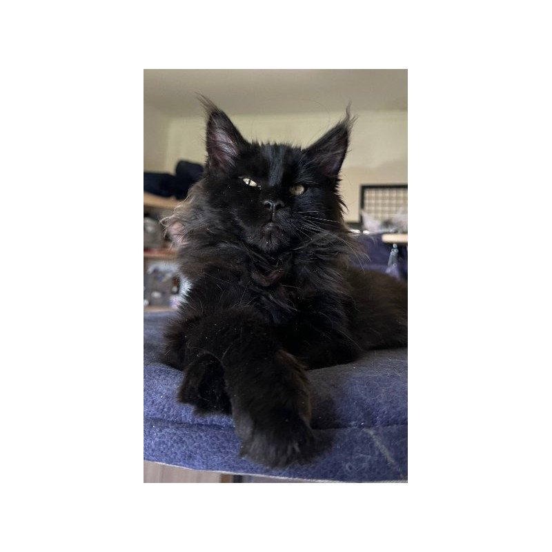 Maine Coon Alva Mort