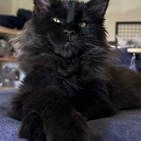 Maine Coon Alva Mort