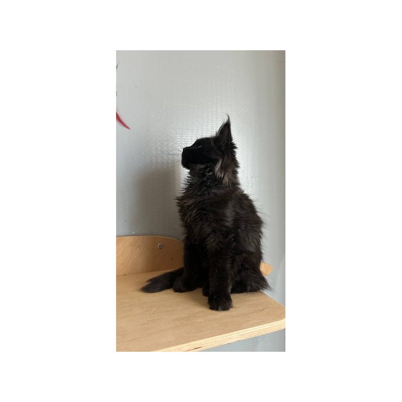 Maine Coon Alva Mort