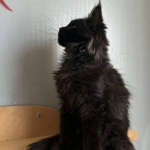 Maine Coon Alva Mort