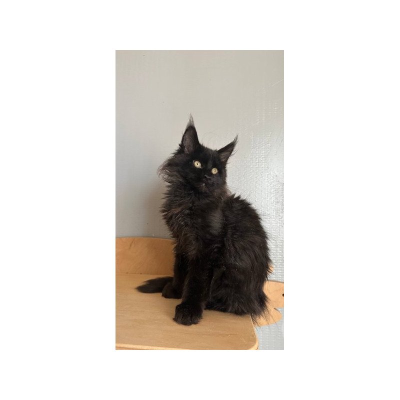 Maine Coon Alva Mort