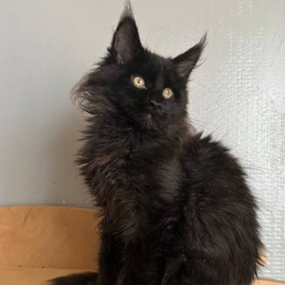 Maine Coon Alva Mort